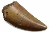 Serrated Raptor Tooth - Real Dinosaur Tooth #376379-1